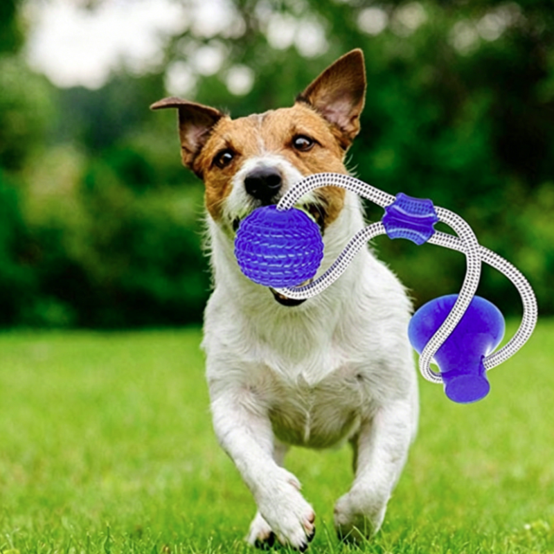 Pet Toy Rubber Suction Cup Bal - огляд і ціна Pet Dental Chew Toy